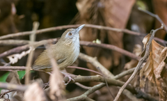 Malacocincla abbotti