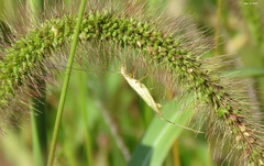 Oecanthus longicauda
