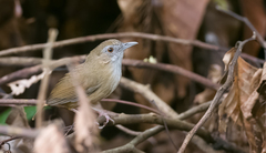 Malacocincla abbotti