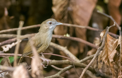 Malacocincla abbotti