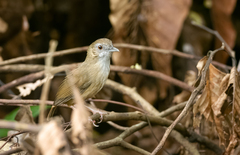 Malacocincla abbotti