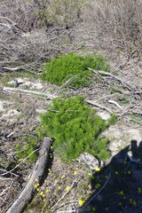Senecio foeniculoides