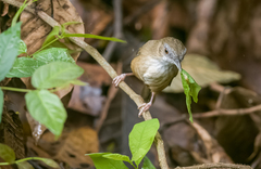 Malacocincla abbotti