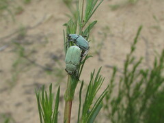 Hoplia parvula