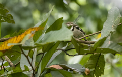 Dendronanthus indicus