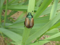 Anomala dubia