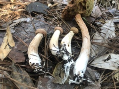 Boletus projectelloides