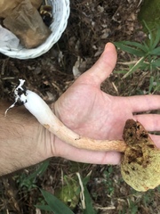Boletus projectelloides
