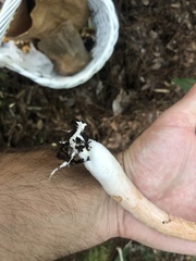 Boletus projectelloides