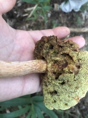 Boletus projectelloides