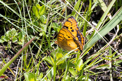 Catacroptera cloanthe cloanthe
