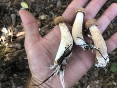 Boletus projectelloides