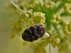 Anthrenocerus australis