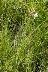 Chlorophytum cooperi