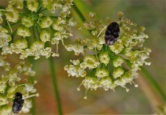 Anthrenocerus australis