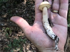 Boletus projectelloides