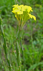Erysimum cuspidatum
