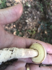 Boletus projectelloides