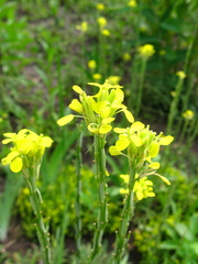 Erysimum cuspidatum