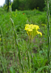 Erysimum cuspidatum