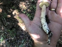 Boletus projectelloides