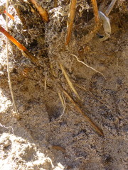 Senecio foeniculoides