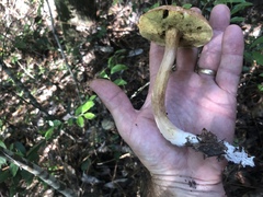 Boletus projectelloides
