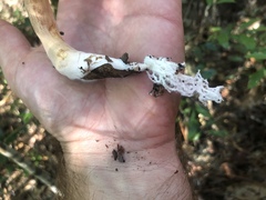 Boletus projectelloides