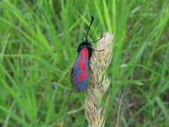 Zygaena minos