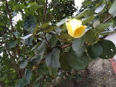 Hibiscus tiliaceus tiliaceus