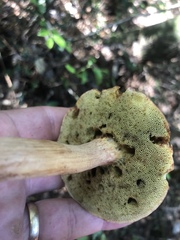 Boletus projectelloides