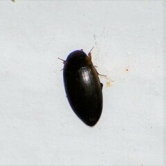 Copelatus chevrolati