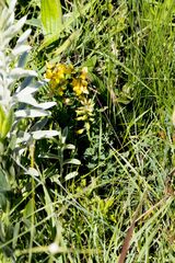 Crotalaria globifera