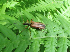 Stenocorus meridianus