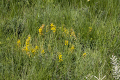 Crotalaria globifera