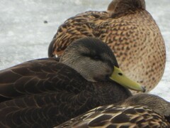 Anas rubripes × platyrhynchos