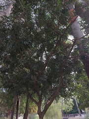 Ziziphus mauritiana