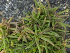Spergularia macrotheca