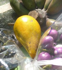 Pouteria campechiana