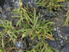 Spergularia macrotheca