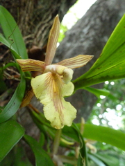 Aspasia principissa