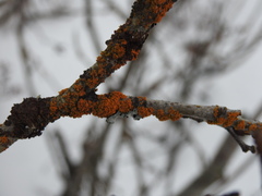 Xanthorioideae