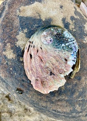 Haliotis midae