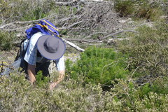 Senecio foeniculoides