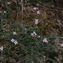 Asperula cynanchica