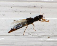 Pinophilus