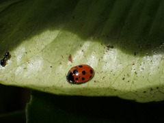 Coccinella undecimpunctata