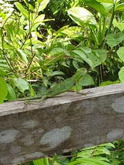 Bronchocela cristatella