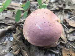 Butyriboletus roseopurpureus