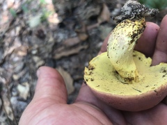 Butyriboletus roseopurpureus